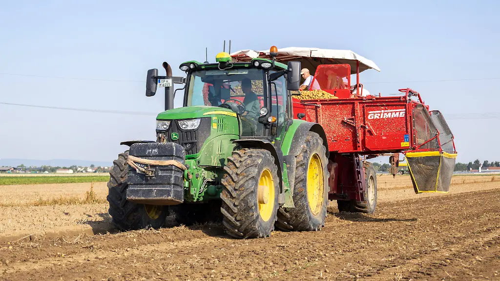 Wenigere Kartoffeln wegen Dürre 2026