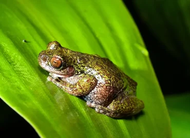 Entdeckung einer neuen Froschart in Costa Rica