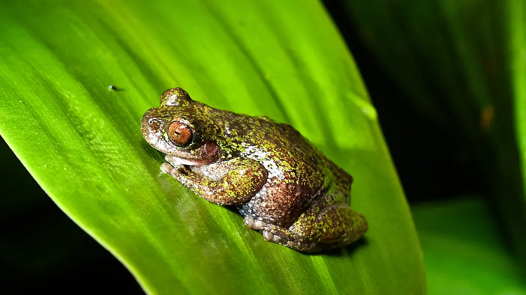 Entdeckung einer neuen Froschart in Costa Rica