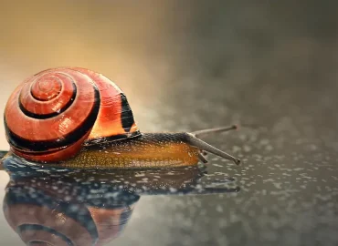 Schnecken Schleimvielfalt: Fünf Arten im Fokus