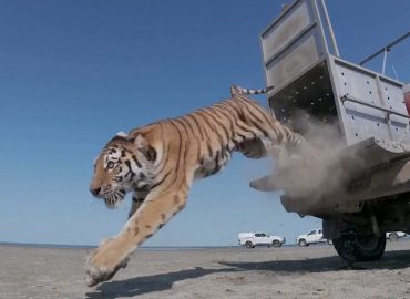 Amur-Tiger in Kasachstan ausgewildert: Wiederbelebung der Population