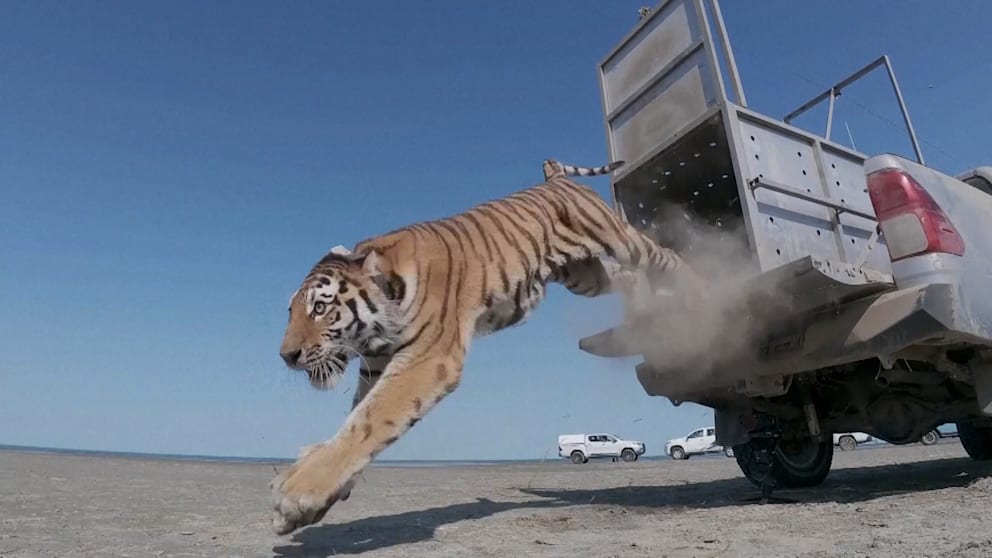 Amur-Tiger in Kasachstan ausgewildert: Wiederbelebung der Population