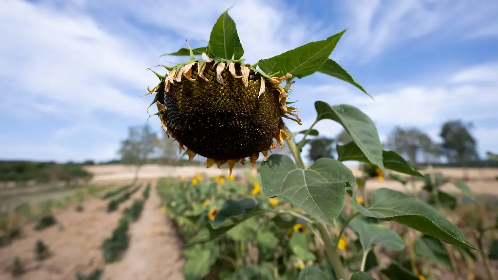 Westeuropa erlebt Rekordhitze im Sommer