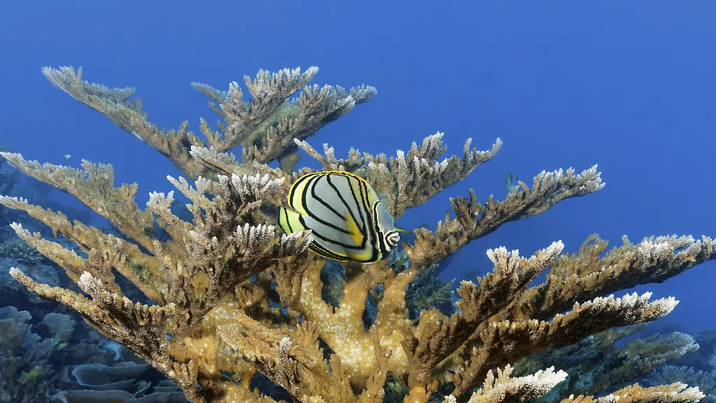 Sommermonsun bringt Erholung für das Great Barrier Reef