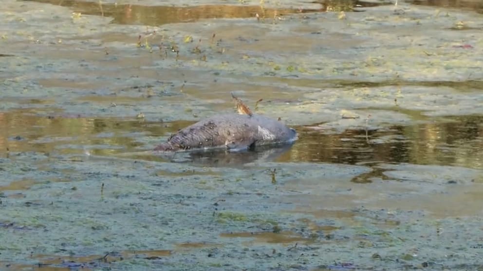 Fischsterben im Seitenarm des Rheins aufgrund von Niedrigwasser