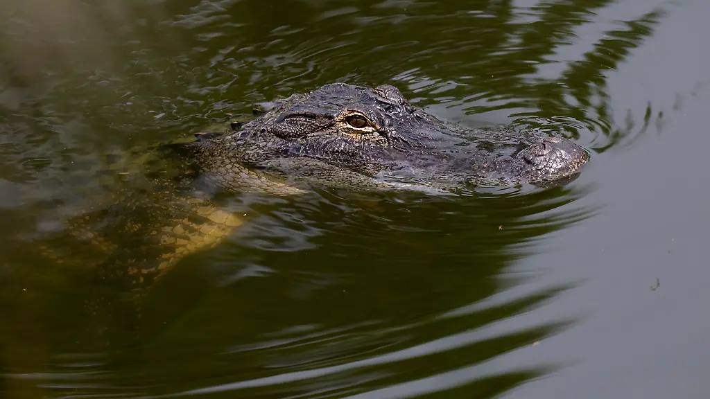 Alligator-Angriff auf Frau in Florida: Mutiger Einsatz verhindert Schlimmeres