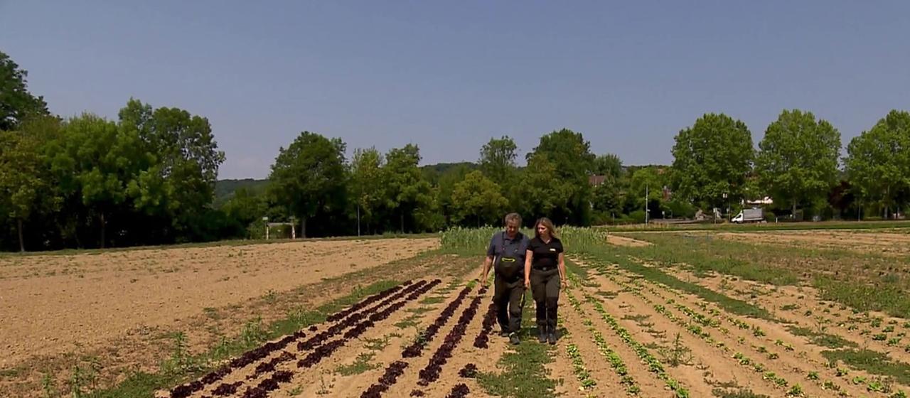 Trockenheit und Ernteausfälle in der Landwirtschaft