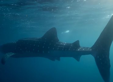 Walhaie: Neues Video zeigt überraschendes Fressverhalten