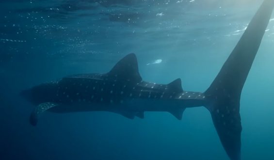 Walhaie: Neues Video zeigt überraschendes Fressverhalten