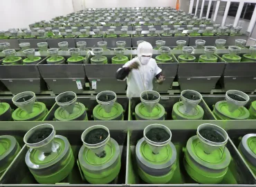 Matcha-Boom beschert Japan Rekordhoch bei Lebensmittelexporten