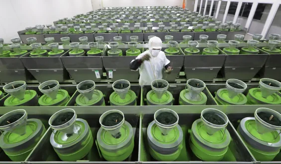 Matcha-Boom beschert Japan Rekordhoch bei Lebensmittelexporten