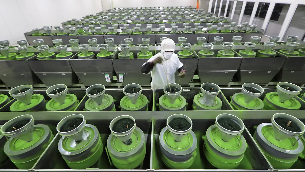 Matcha-Boom beschert Japan Rekordhoch bei Lebensmittelexporten
