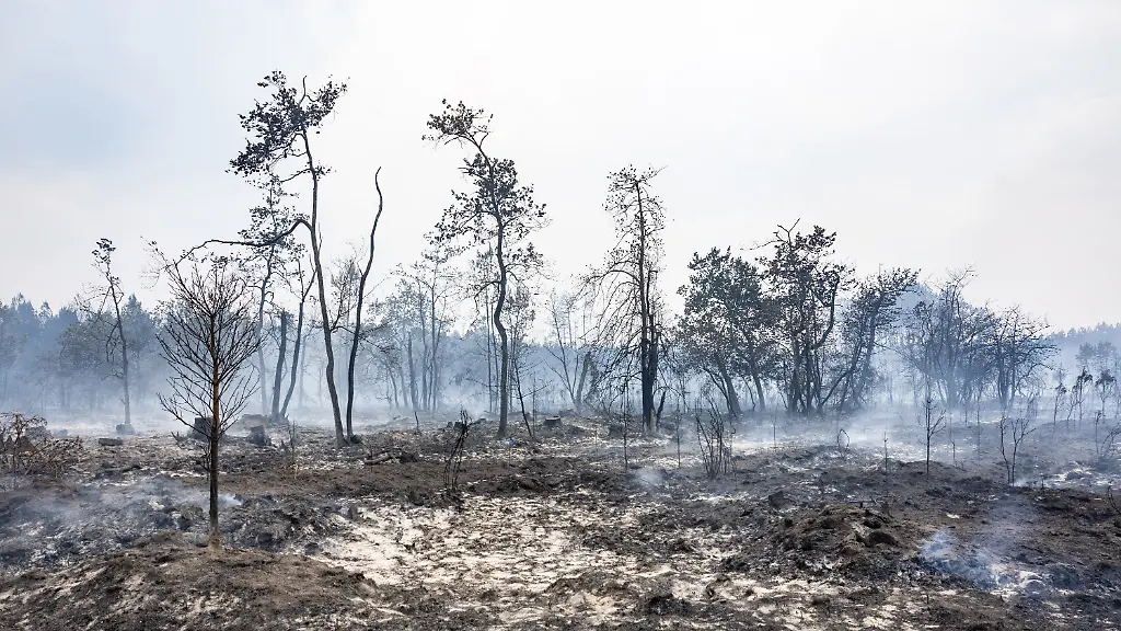 Frankreichs Herausforderung nach den Waldbränden: Aufforstung und Anpassung an den Klimawandel