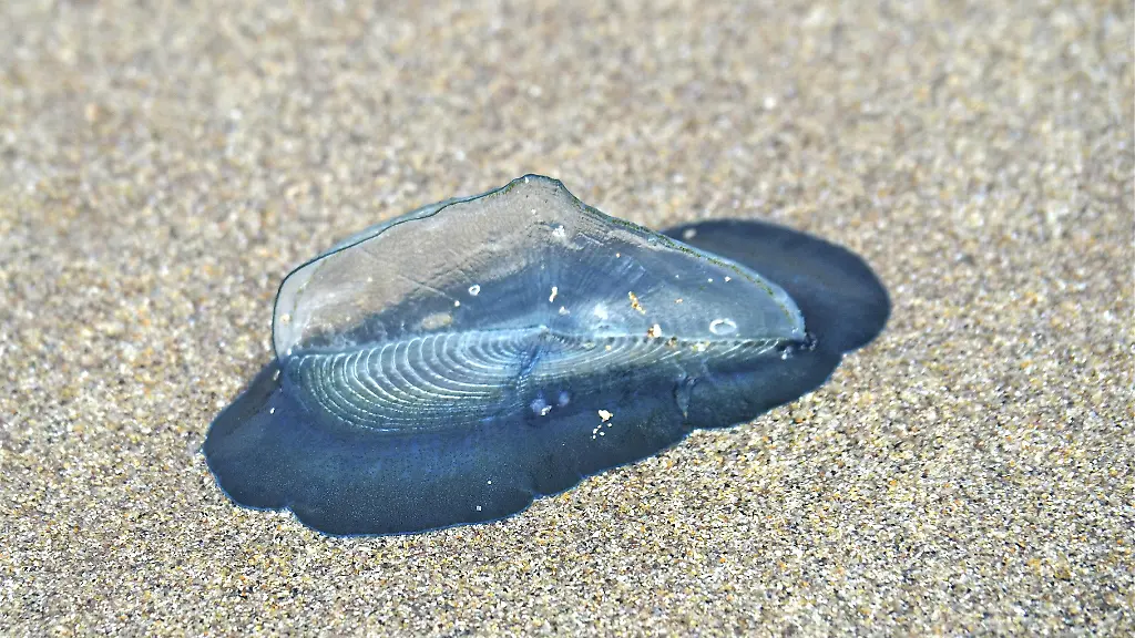 Aufstieg subtropischer Segelquallen in Deutschland
