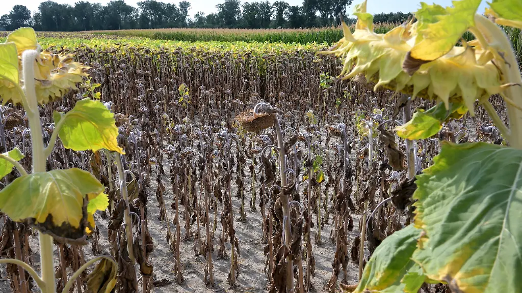 Österreich leidet unter Rekordhitze: Erhebliche Ernteverluste