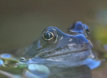 Deutschland im warmen Wasser