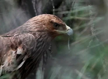 Entführter Kaiseradler ‚Feliks‘ kehrt nach Serbien zurück
