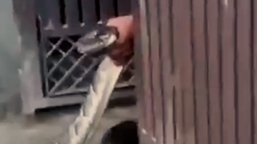 Mutiger Mann rettet Dorf vor Python