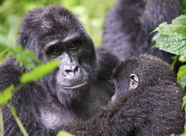 Erfolg beim Schutz der Berggorillas