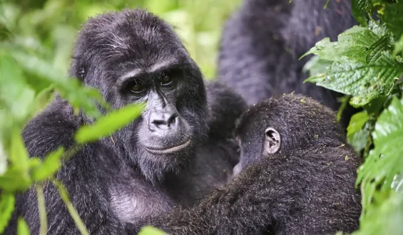 Erfolg beim Schutz der Berggorillas