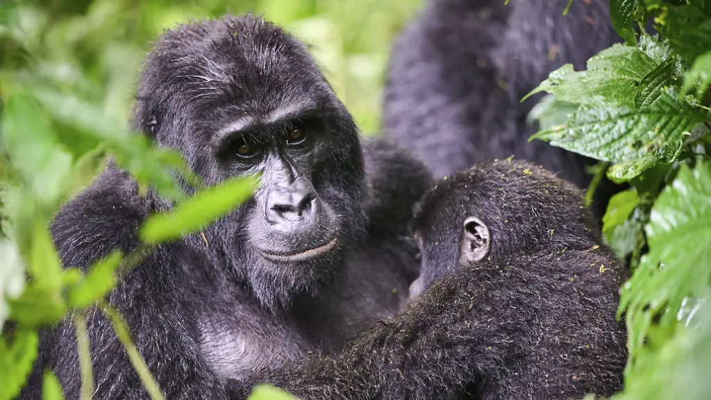 Erfolg beim Schutz der Berggorillas