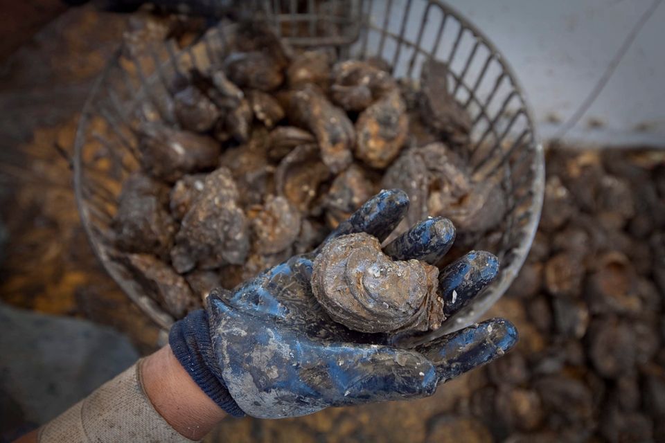 Austerndiebstahl in Australien: Muscheln im Wert von über 200.000 Euro gestohlen