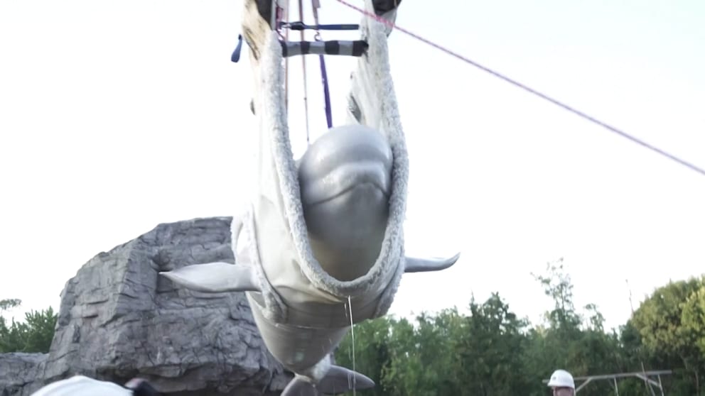Sonderflug für gerettete Beluga-Wale nach Spanien