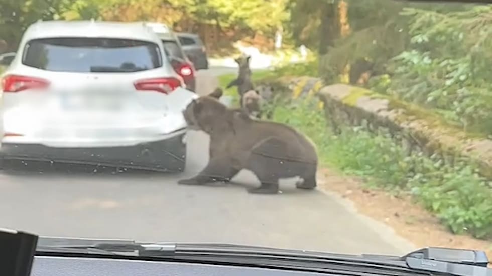 Braunbär attackiert Auto in Rumänien