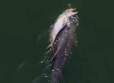 Bewegender Abschied einer Delfin-Mutter