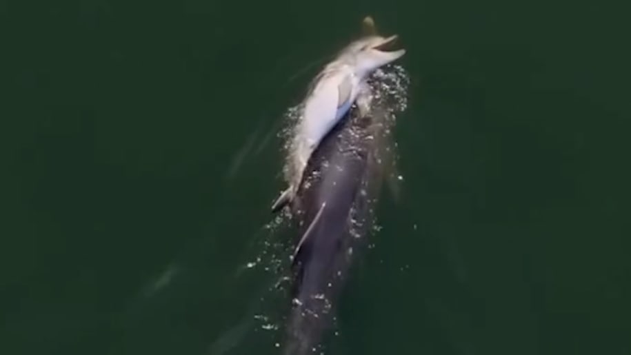 Bewegender Abschied einer Delfin-Mutter