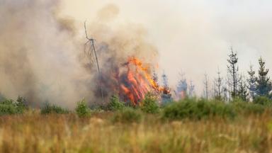 Massive Waldbrände bedrohen Belgien und Rheinland-Pfalz
