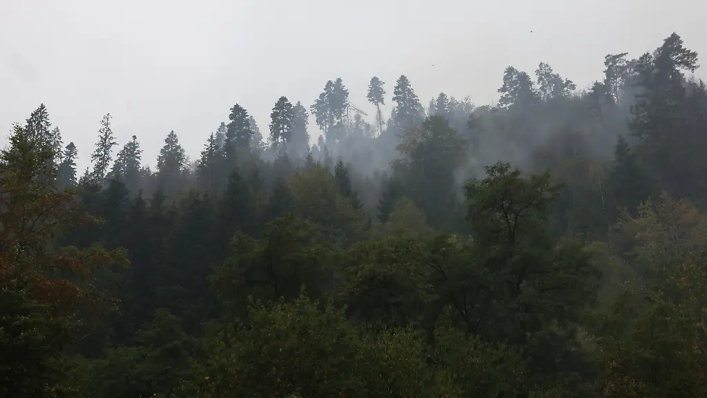 Wie Laubbäume die Waldbrandgefahr senken können