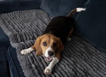 Durchbruch in der Forschung bei Allergien gegen Hunde