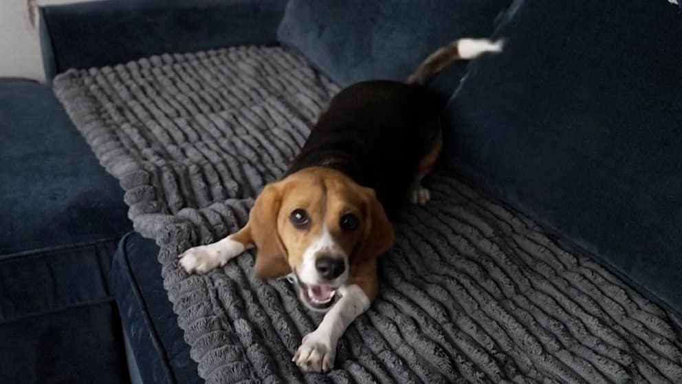 Durchbruch in der Forschung bei Allergien gegen Hunde