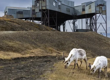 Ungeklärte Rentier-Todesfälle auf Spitzbergen