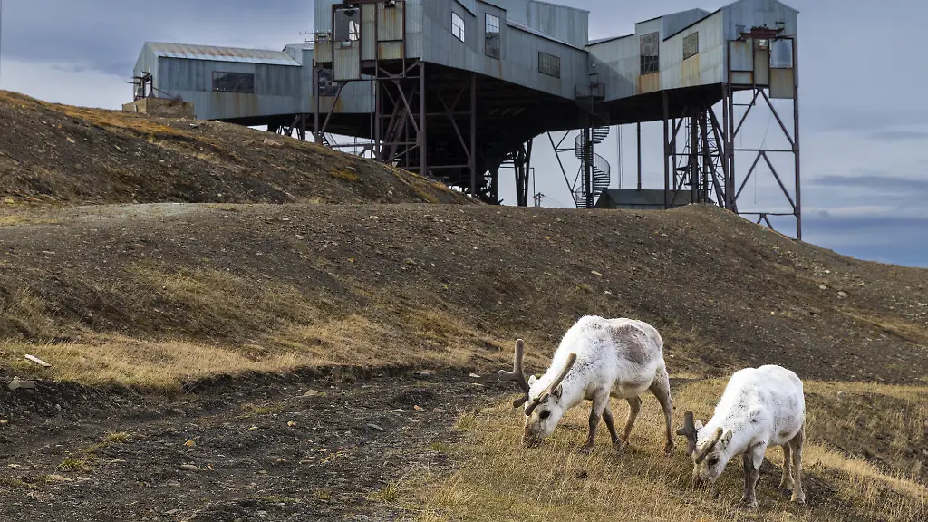 Ungeklärte Rentier-Todesfälle auf Spitzbergen