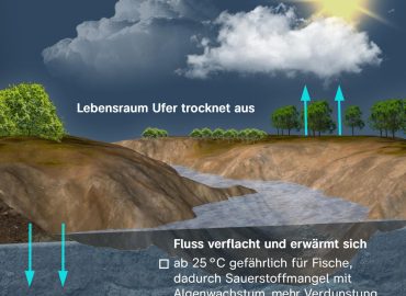 Niedrigwasser in Deutschland: Auswirkungen und Reaktionen
