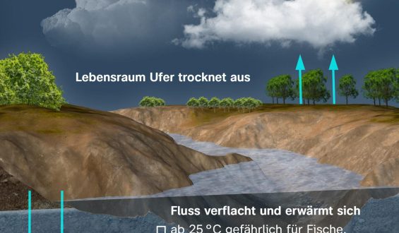 Niedrigwasser in Deutschland: Auswirkungen und Reaktionen