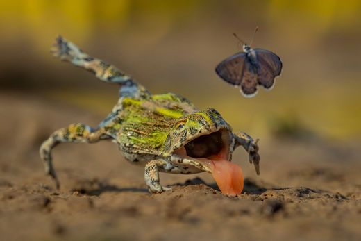 Bemerkenswerte Tierfotografien aus aller Welt