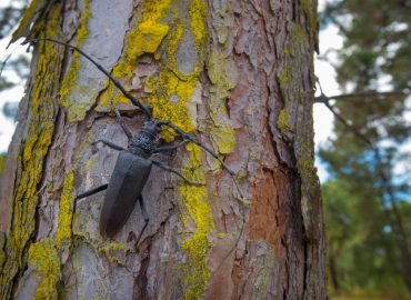 Baum mit seltenen Käfern in Karlsruhe sorgt für Gerichtsentscheidung