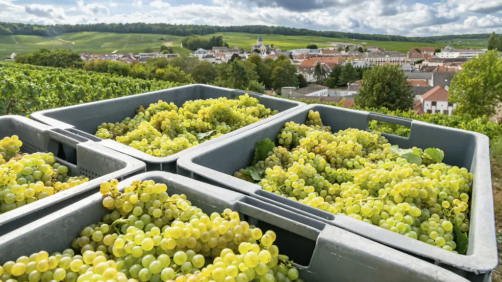 Einfluss des Klimawandels auf die Weinlese in der Champagne