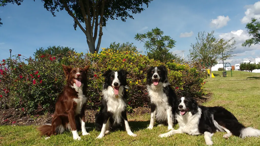 Hunde erkennen menschliche Emotionen in Gesichtern