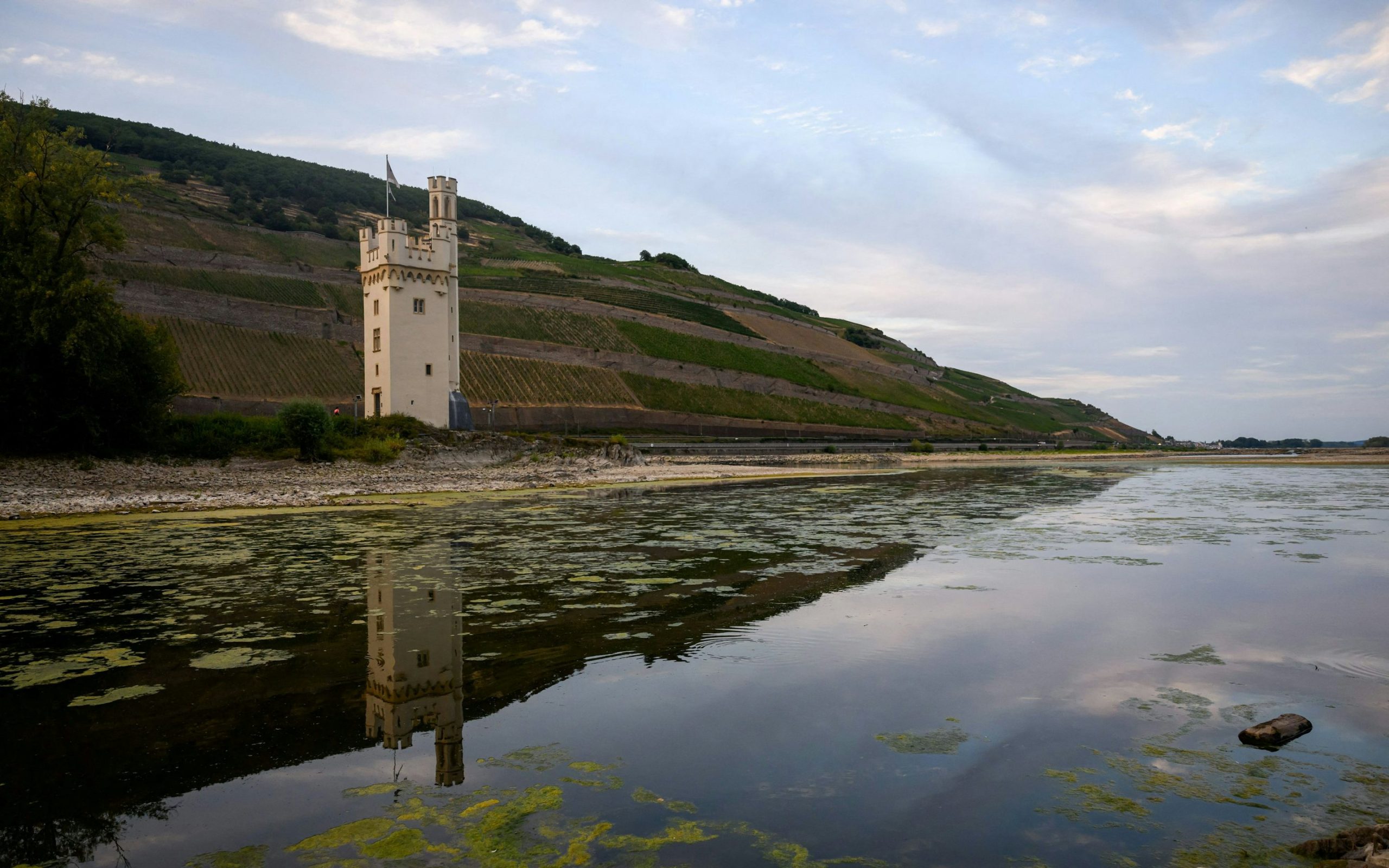 Rekordniedrige Wasserstände am Rhein: Auswirkungen auf Wirtschaft und Tourismus