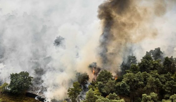 Flammen-Alarm an deutscher Grenze: Waldbrand wächst in Stunden auf 100 Hektar