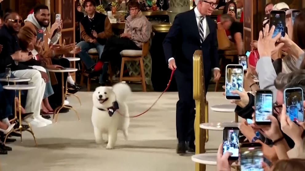 Ein flauschiger Hund beeindruckt bei der Tommy Hilfiger Show