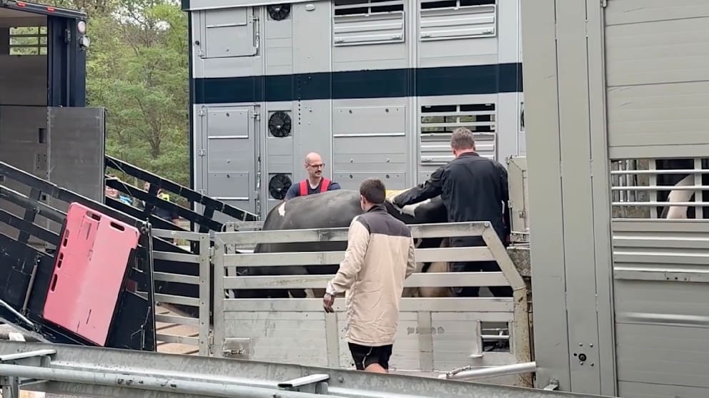 Viehtransporter brennt auf der A5 bei Bruchsal