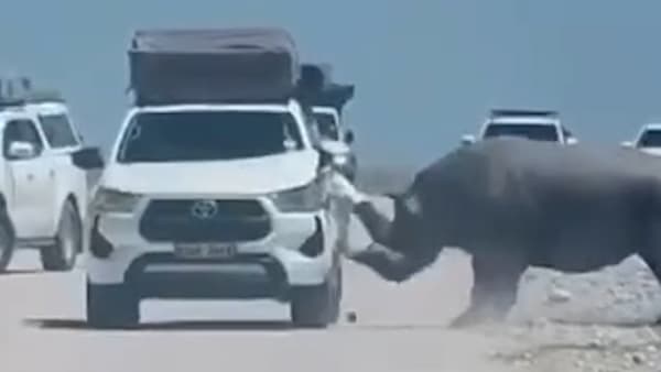 Gefährliche Begegnung: Nashorn greift Safari-Jeep in Namibia an
