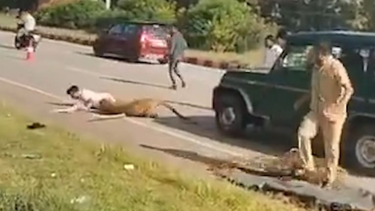 Mitarbeiter der Forstbehörde von Leopard attackiert