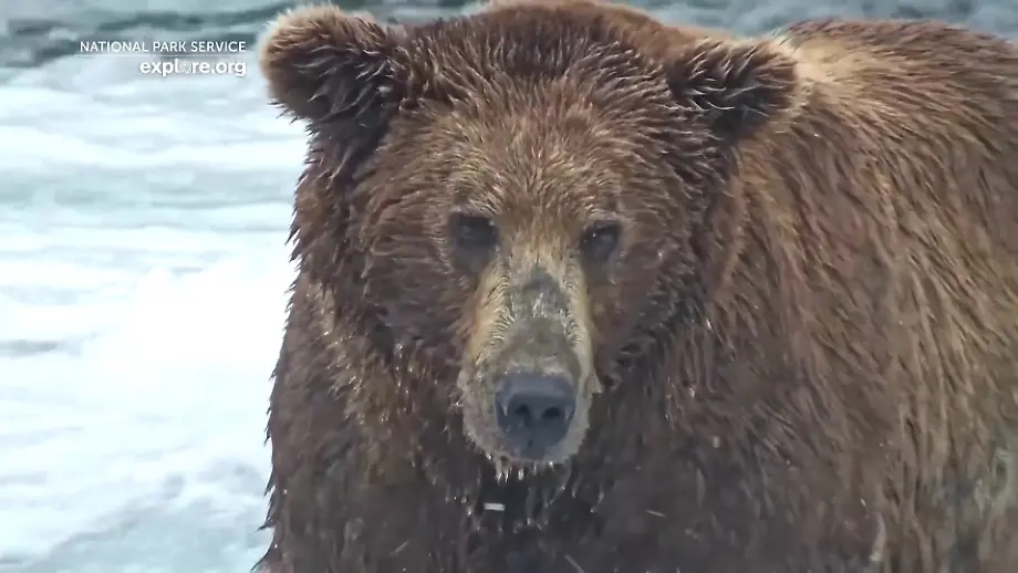 Fat Bear Week: Wer wird der fetteste Bär von Alaska?