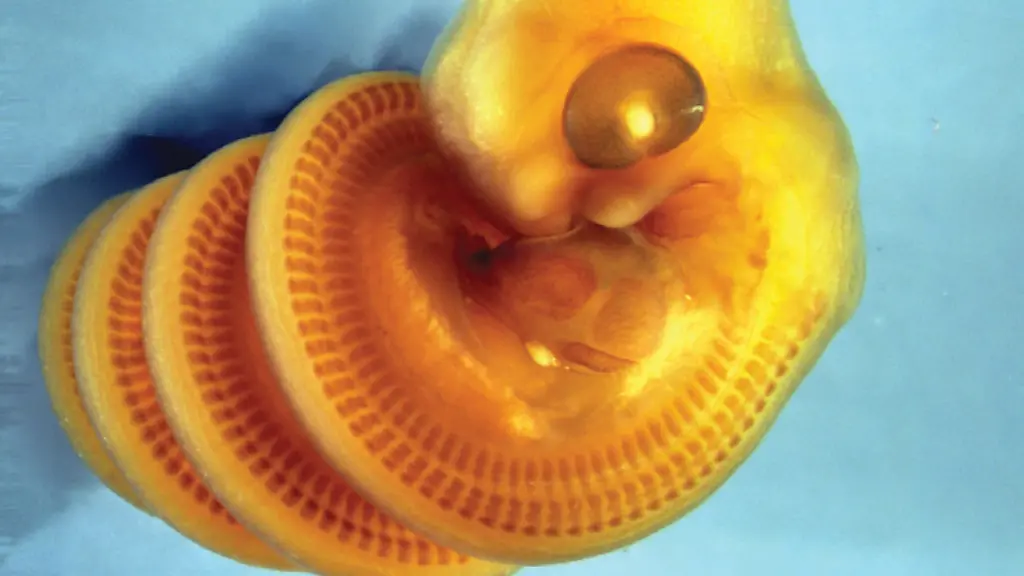 Forscher entschlüsseln das Wachstum von Schlangenembryos